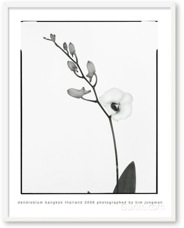 김중만 - Dendrobium (bangkok thailand 2006)