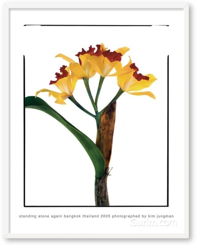 김중만 - Standing Alone Again (Bangkok Thailand 2005)