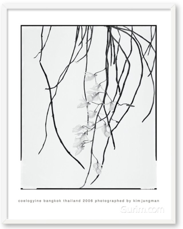 김중만 - Eoelogyine (Bangkok Thailand 2006)