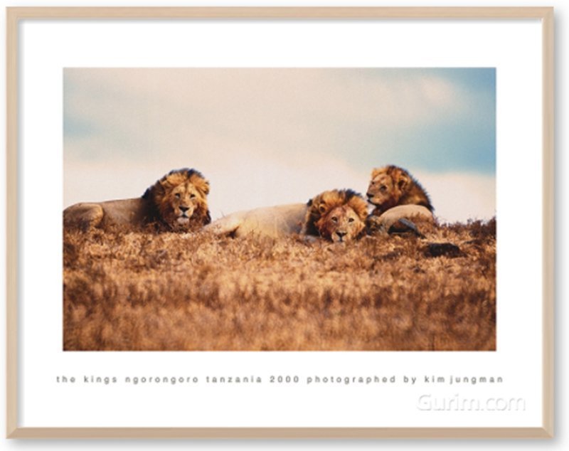김중만 - The Kings (Ngorongoro Tanzania 2000)