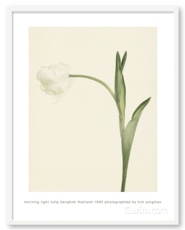 김중만 - Morning Light Tulip (Bangkok Thailand 1995)