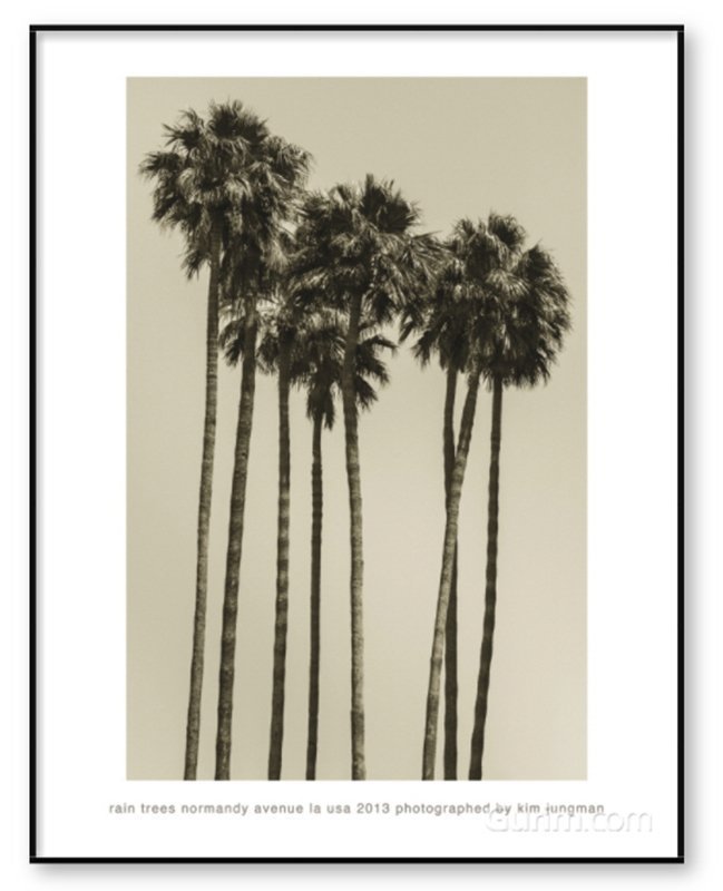 김중만 - Rain Trees (Normandy Avenue la USA 2013)