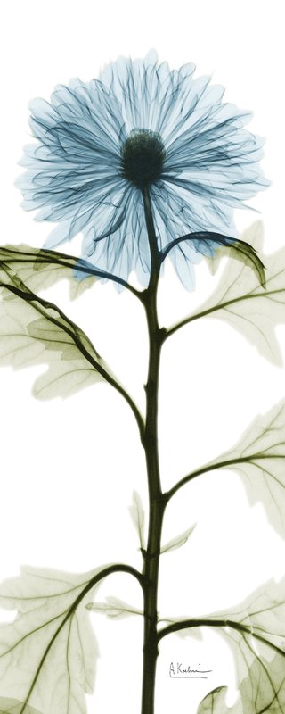 알버트 쿠치어 - Long Blue Chrysanthemum