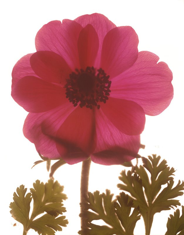 알버트 쿠치어 - Magenta Magnolia