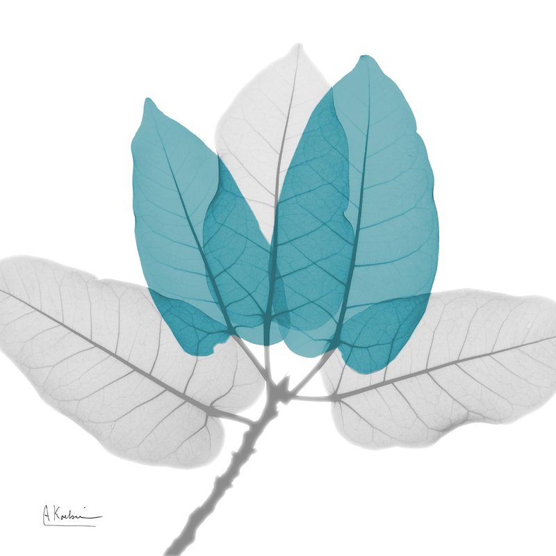 알버트 쿠치어 - Ficus Burkey Teal