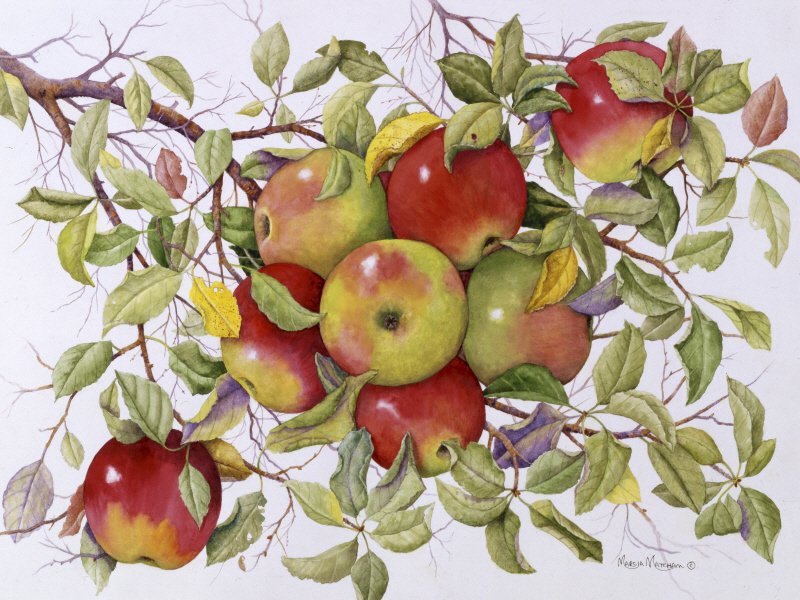 마샤 매탐 - Apples