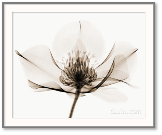 로버트 쿱 - Hellebore I