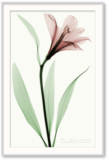 로버트 쿱 - Lily II