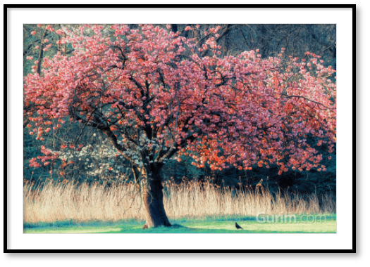 라스 바른 드 구르 - Me and My Tree