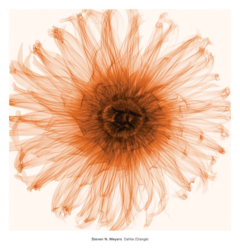 스티븐 메이어스 - Dahlia (Orange)