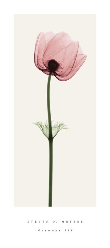 스티븐 메이어스 - Anemone III (small)