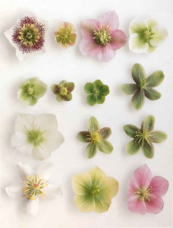 실비아 베켄 - Hellebore I