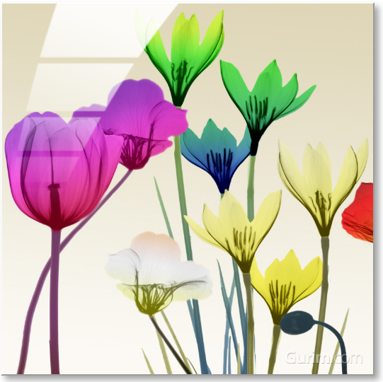 알버트 쿠치어 - Floral Calm Pop Mate