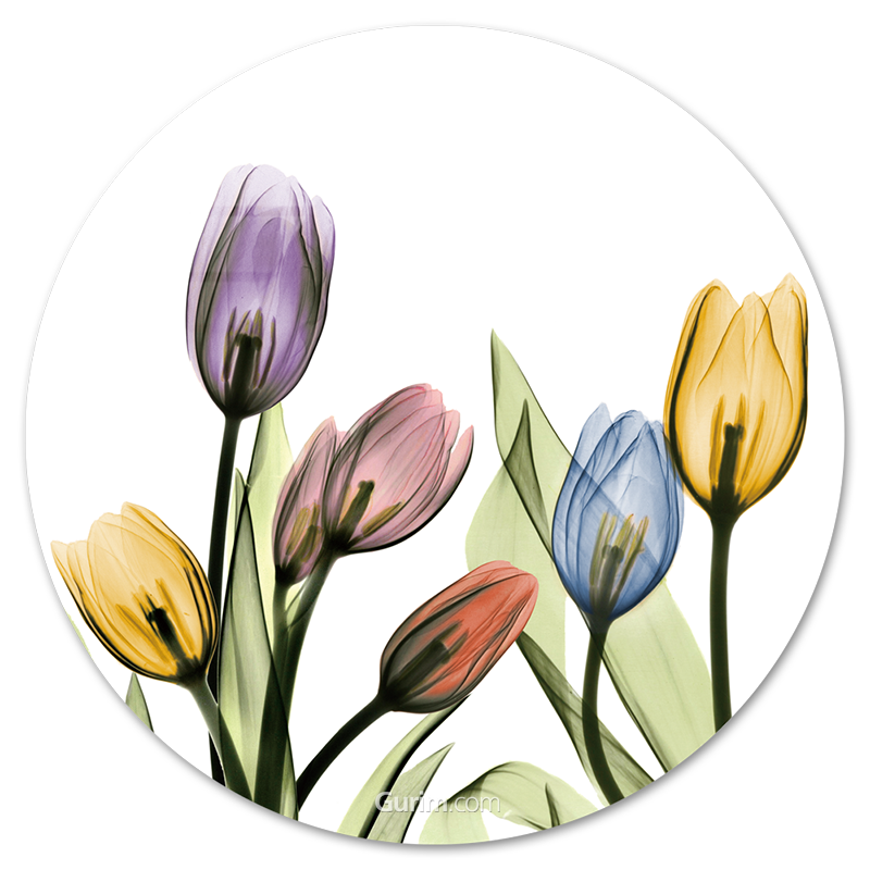 알버트 쿠치어 - Tulipscape I