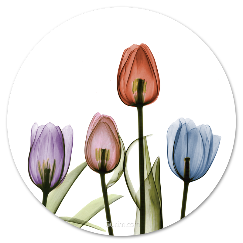 알버트 쿠치어 - Tulipscape I