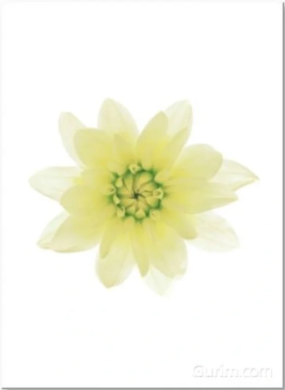 김중만 - Dahila, 2005