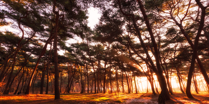 김현 - 나에게 다가온 소나무 시즌5.5 (8)