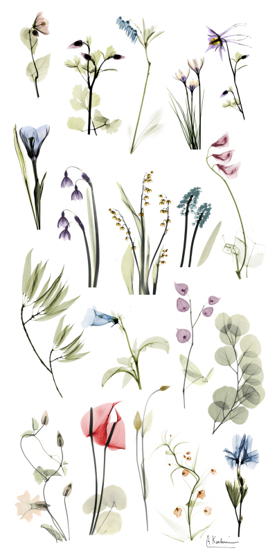 알버트 쿠치어 - Zen Garden