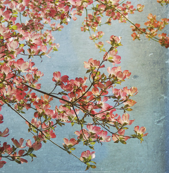 도나 가이슬러 - May Third