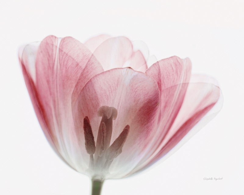 엘리자베스 어거트 - Inside Out III Pink Crop