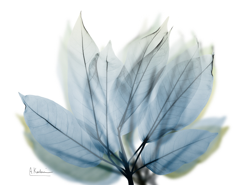 알버트 쿠치어 - Focused Ficus Virens