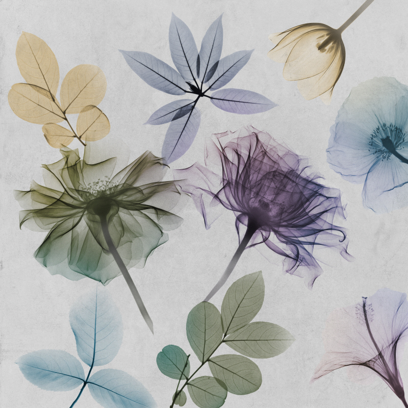 알버트 쿠치어 - Floral Collage I