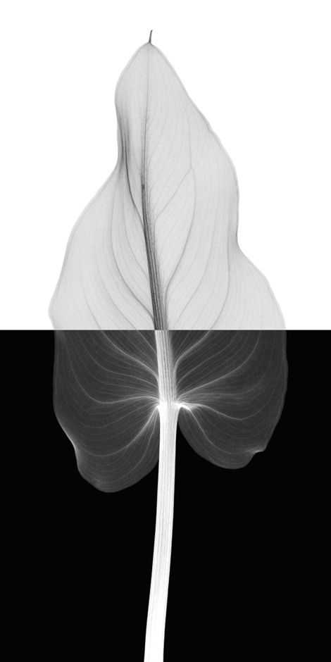 스티븐 메이어스 - Calla Leaf II (oversize)