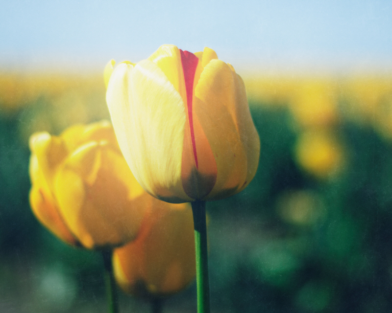 엘리자베스 어거트 - Sunny Blooms I