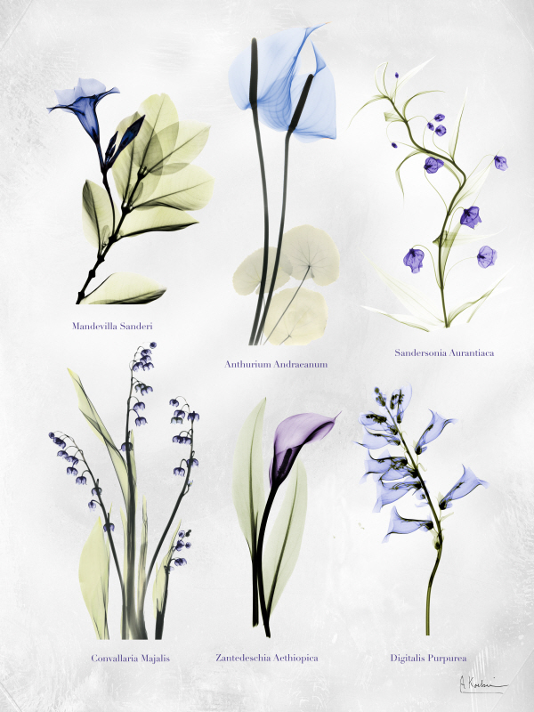 알버트 쿠치어 - Vast Botanicals