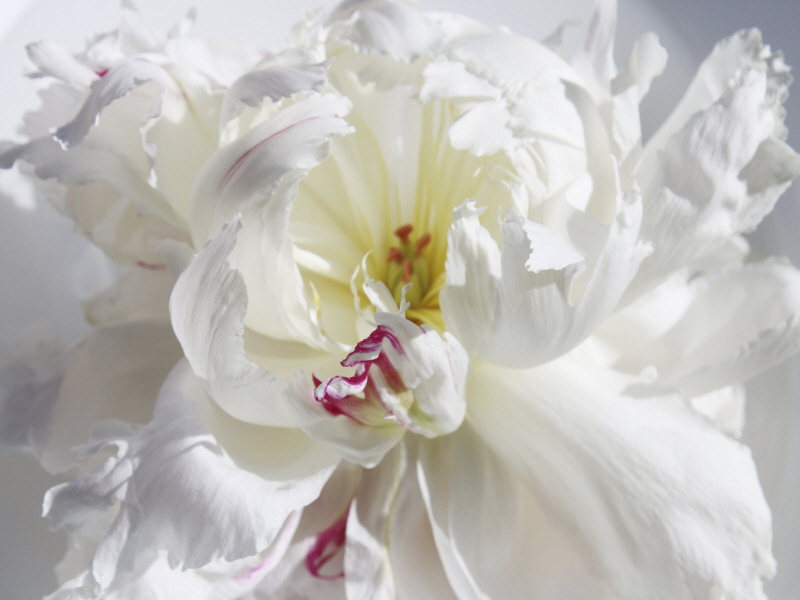 이레나 올로브 - Breathless V 