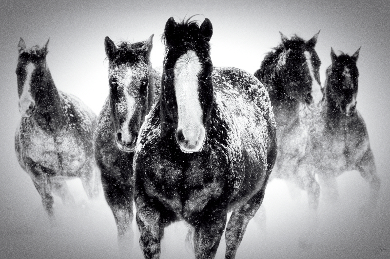 뎁 리 카슨 - Winter Rumble