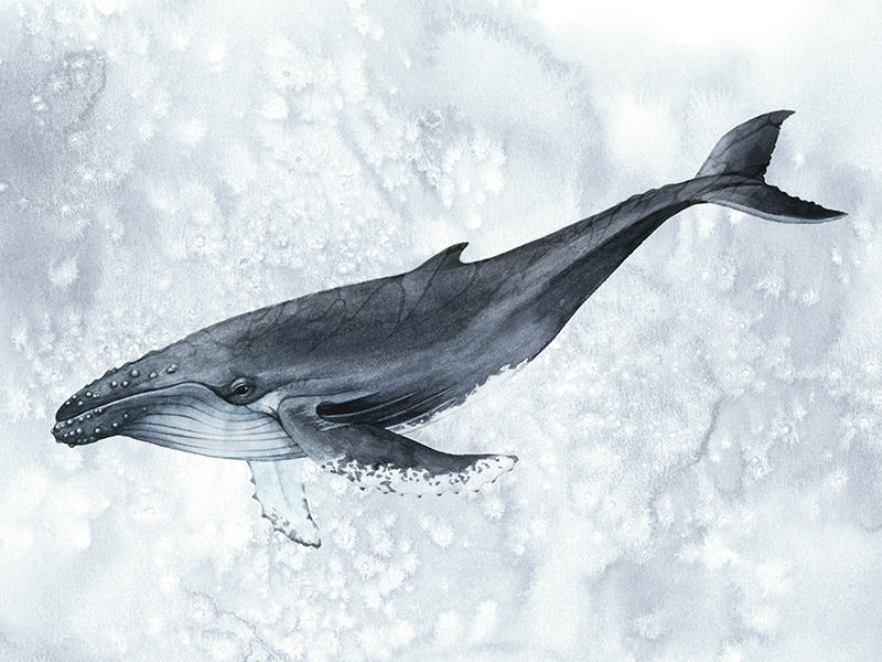 그레이스 포프 - Deep Diver Ⅰ (우영우협찬 고래그림)