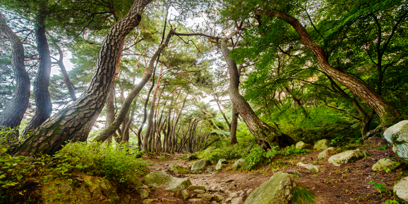 김현 - 나에게 다가온 소나무 18