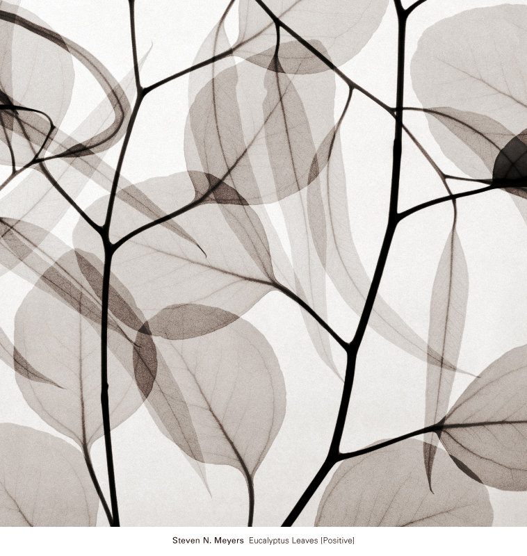 스티븐 메이어스 - Eucalyptus Leaves [Positive]
