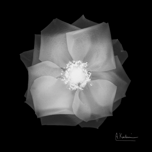 알버트 쿠치어 - Rose Petals II