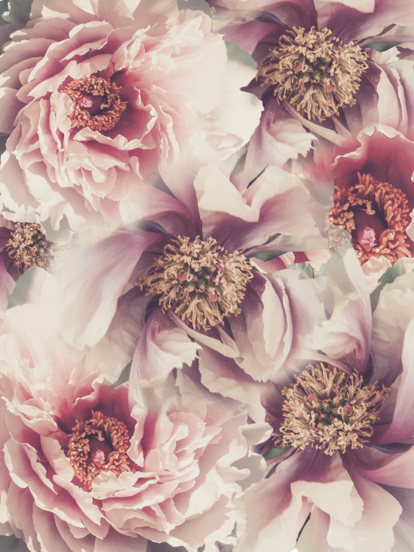 어반 에피파니 - Vintage Peonies III