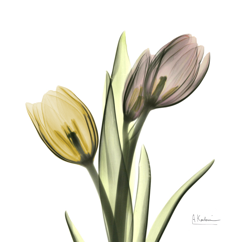 알버트 쿠치어 - Faith Tulips