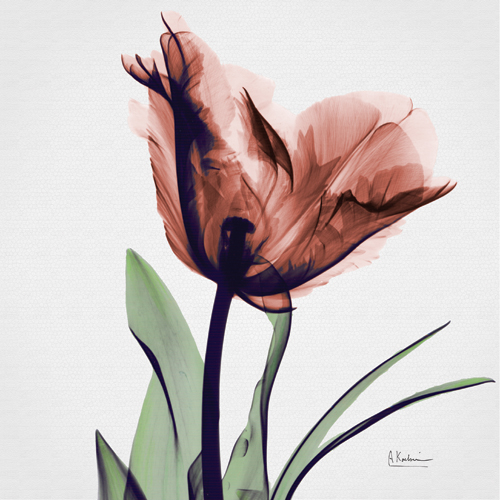 알버트 쿠치어 - Tulip Marsala