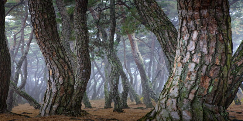 김현 - 나에게 다가온 소나무 6