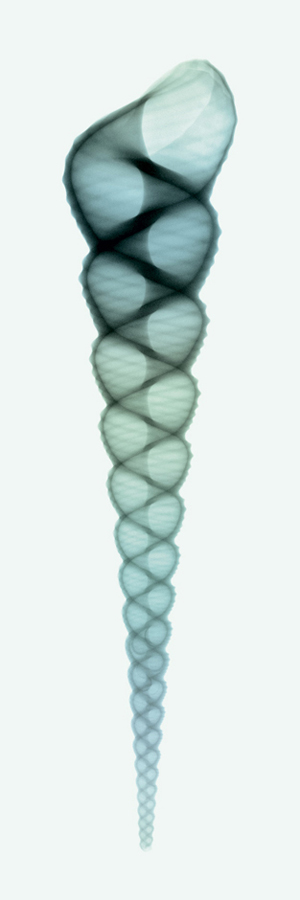 스티븐 메이어스 - Turritella (Teal)