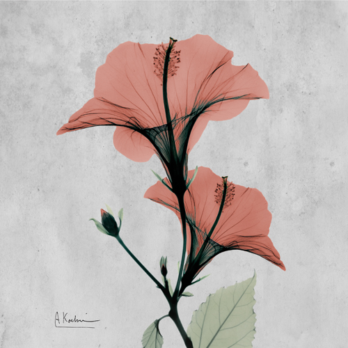 알버트 쿠치어 - Hibiscus Marsala