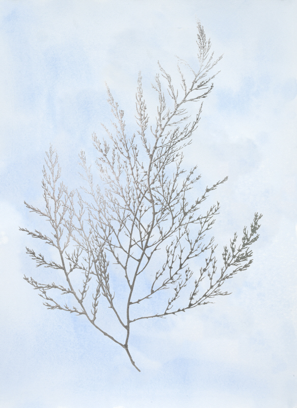 제니퍼 골드버거 - Silver Foil Algae II on Blue