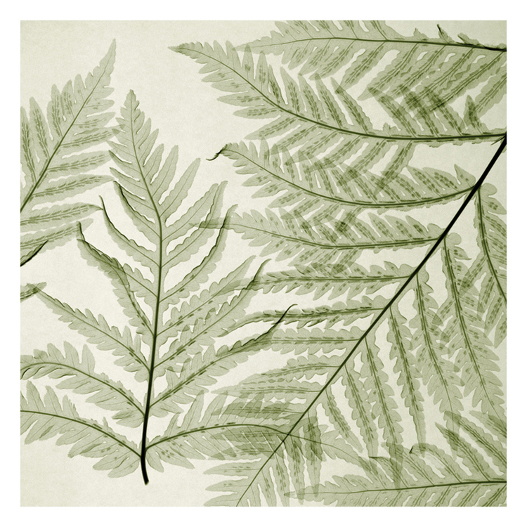 스티븐 메이어스 - Ferns I