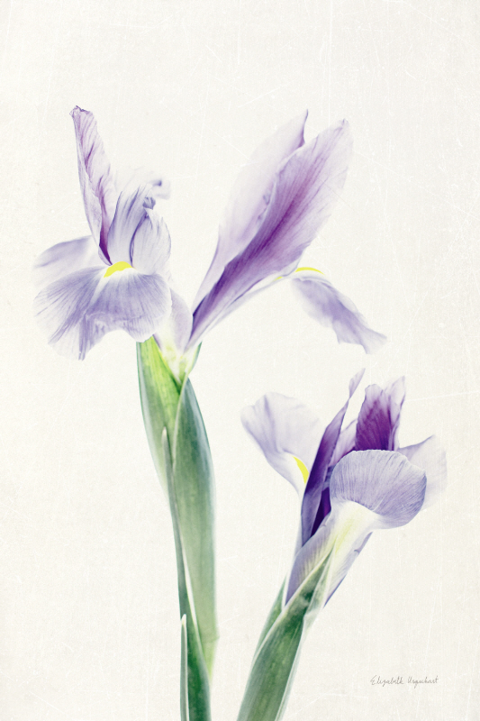 엘리자베스 어거트 - Light and Bright Floral III