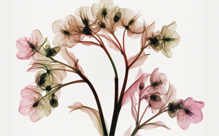 스티븐 메이어스 - Hellebore II (oversize)