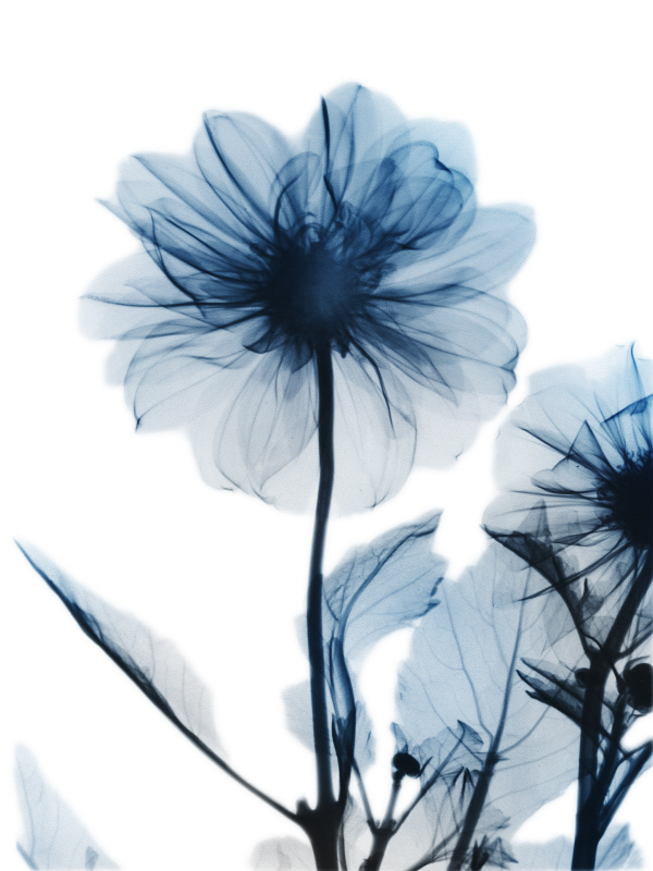 알버트 쿠치어 - Saphire Gleam II