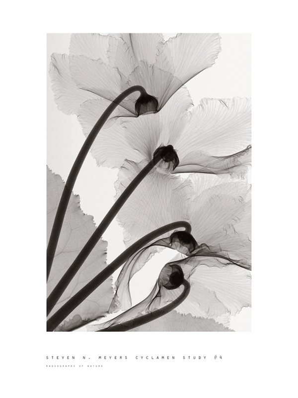 스티븐 메이어스 - Cyclamen Study #4