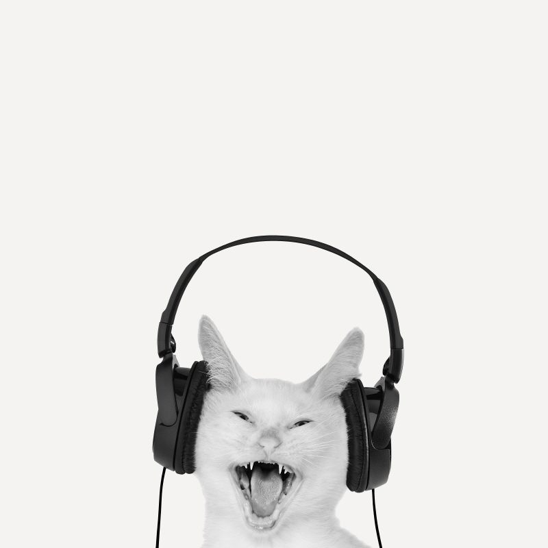 존 베르텔릭 - Rockin’ Kitten