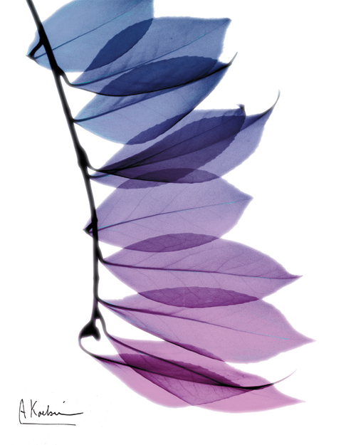 알버트 쿠치어 - Camelia Leaf in Purple