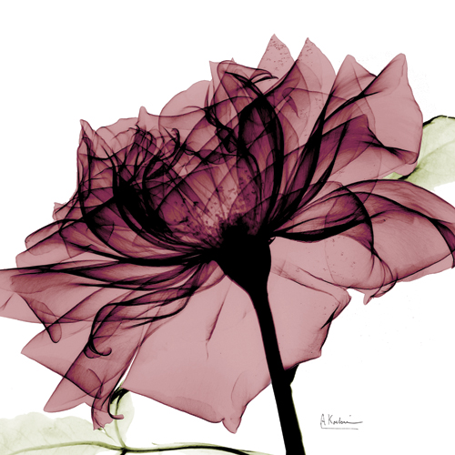 알버트 쿠치어 - Chiant Rose